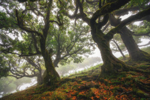 Fog in the forest on Madeira island, Portugal Fog in the forest on Madeira island, Portugal